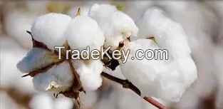 Raw cotton 100 percent