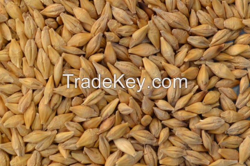 Quality And Sell Wheat Barley Grain