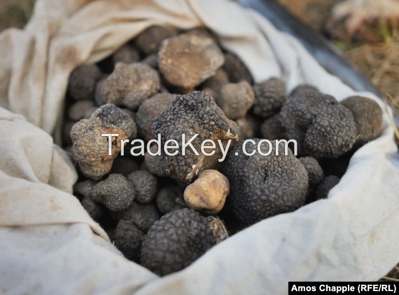 Fresh White Truffles And Black Truffles and Sell