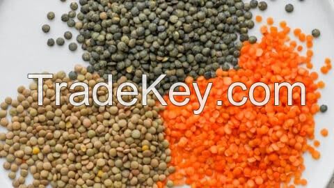 LENTILS RED GREEN YELLOW