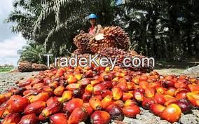 Crude Palm Oil for sale
