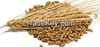 Growing an Ancient Grain Like Barley