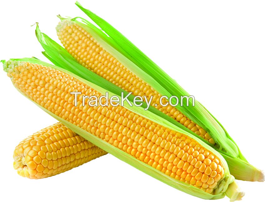 yellow sweet corn for sale near me