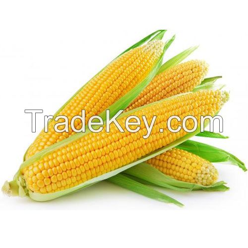 yellow maize for sale in south africa