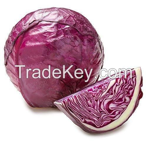 red cabbage plants for sale uk