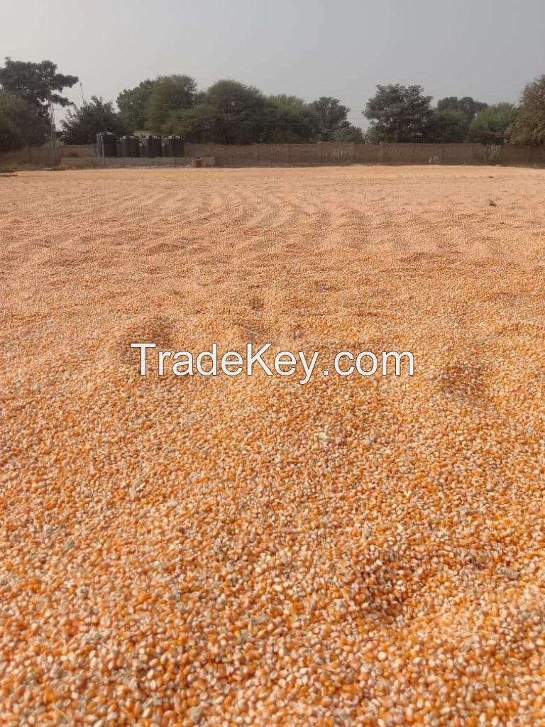 Non GMO yellow and white corn for human consumption and animal feed for sell