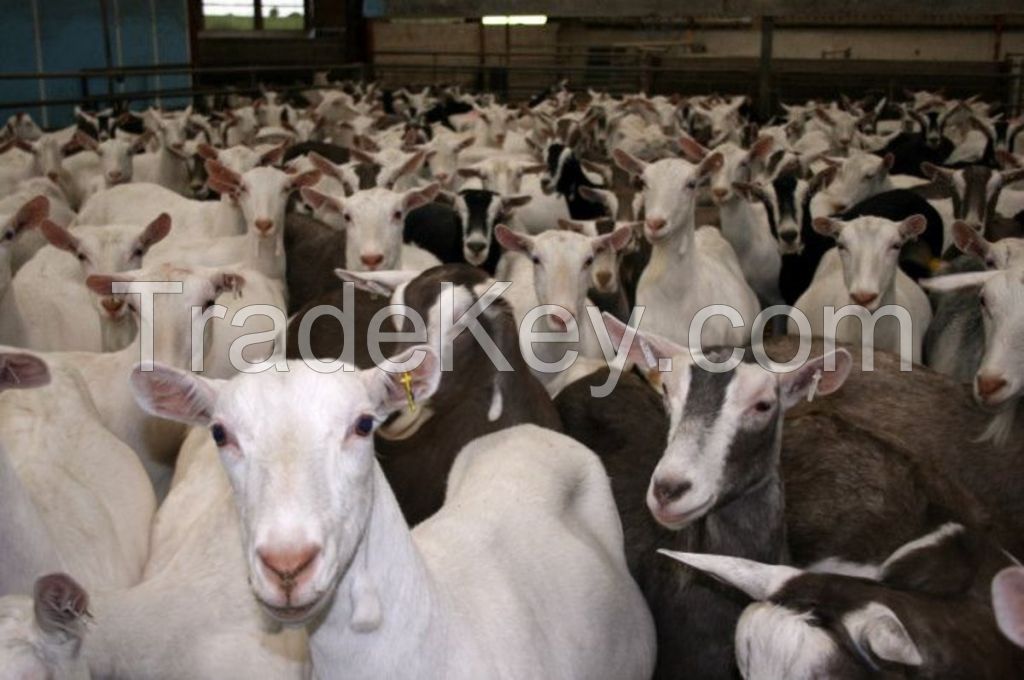 First Grade Saanen Goats, Milk, Sheep and Cattle Home