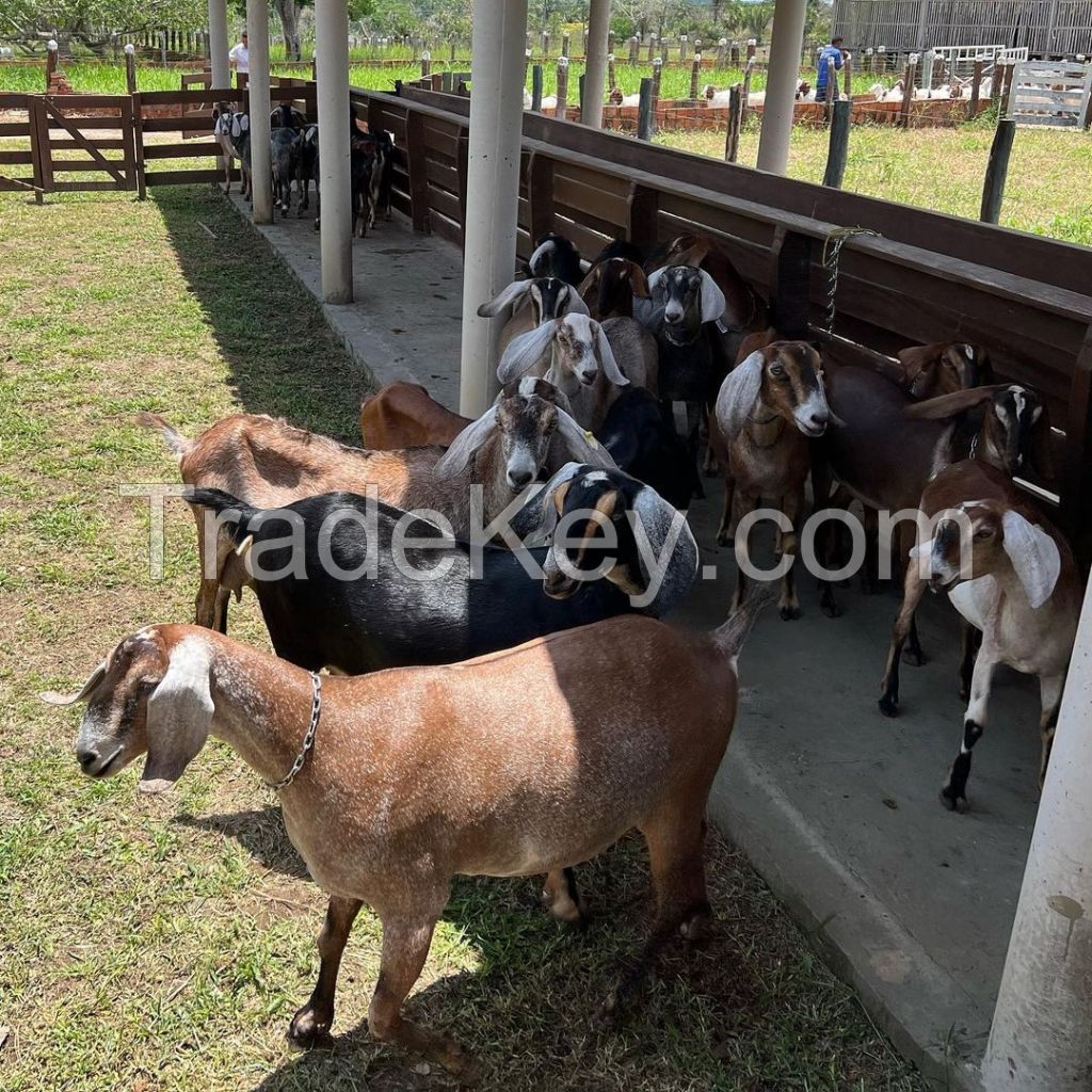 Healthy and Ready to Go Nubian Goats