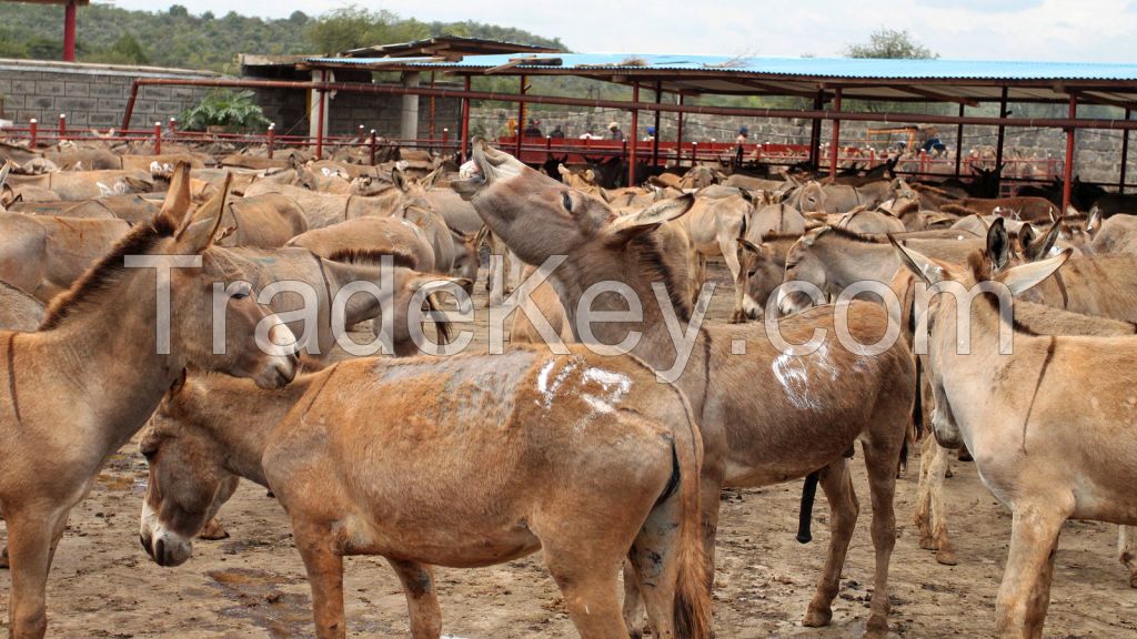 donkey hides, donkey skins for sale, Aby-ssi-nian Donkey FOR SALE