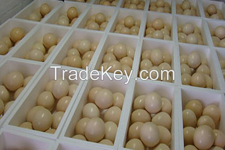 Fertile Ostrich Eggs/Quail Eggs/Emu eggs For Sale on Wholesale & Retail