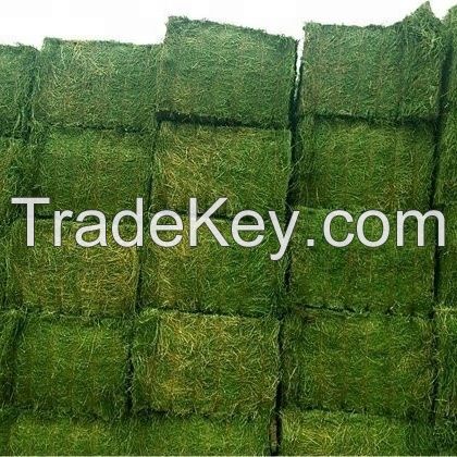 Alfalfa Hay animal feed, dry grass For sale, Lucerne hay pellet cube factory price