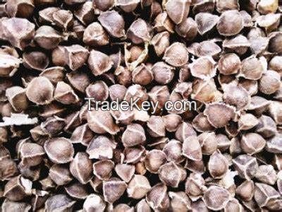 THE BEST LARGEST WHOLESALE DISTRIBUTORS OF MORINGA SEEDS HYBRID BEST FOR COMMERCIAL PURPOSE WITH VERY BEST PRICES.