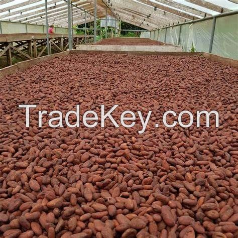 BEST QUALITY AND SELL HIGH QUALITY DRIED RAW NATURAL COCOA BEANS - HOT SALE