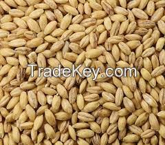 QUALITY BARLEY WITH DISCOUNT PRICE