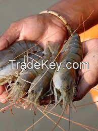 Fresh and Quality Shrimps with discount price