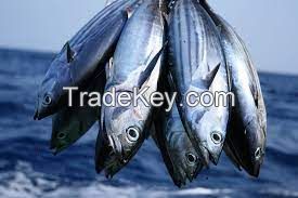 Healthy and quality Tuna for sale