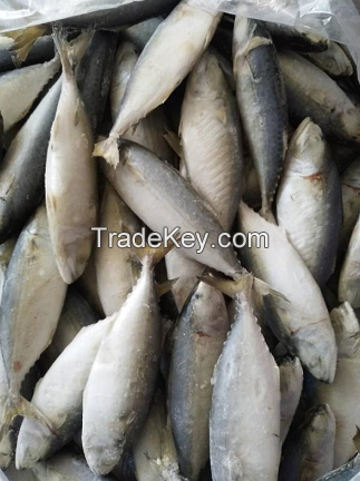 FROZEN INDIAN MACKEREL FROM PAKISTAN