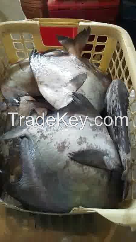 FRESH CHINESE BLACK FISH FROM PAKISTAN