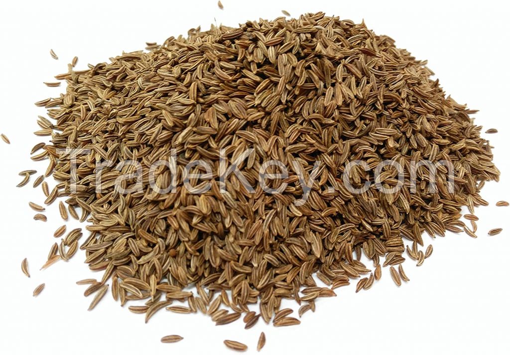 Quality Caraway seeds / Carum Curvi