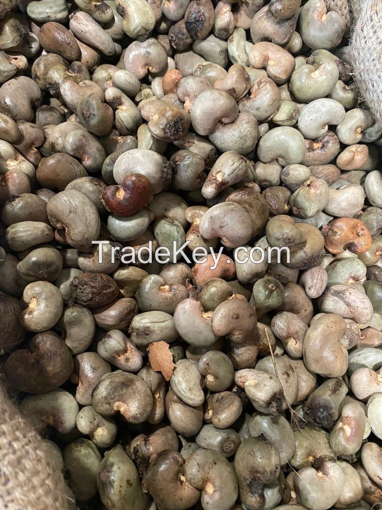 Raw Cashew nut new corp 2022