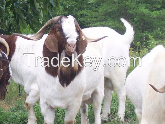 00% FULL BREED LIVE BOER GOAT SAANEN GOATS and MILKING BOER GOAT BONSMARA BRAHMAN and NGUNS COW