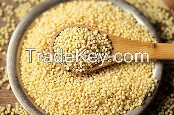 100% Natural Dried Whole Millet Grains yellow millet  broomcorn yellow millet
