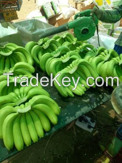 Fresh Long Green Cavendish Banana Frozen Fresh Banana Leaf Freeze Dried Banana  Lyophilized Banana