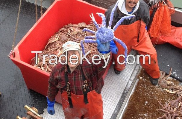 frozen and Live King Crab of different sizes