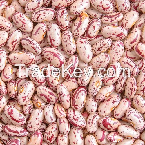 Highest quality Natural Sugar beans, Dry Light Beans Good, Bulk White Speckled Kidney beans