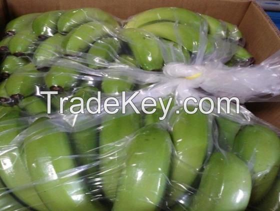 Fresh Cavendish Banana/Banana Fruit Export Wholesale High Quality with Certification GAP, HACCP