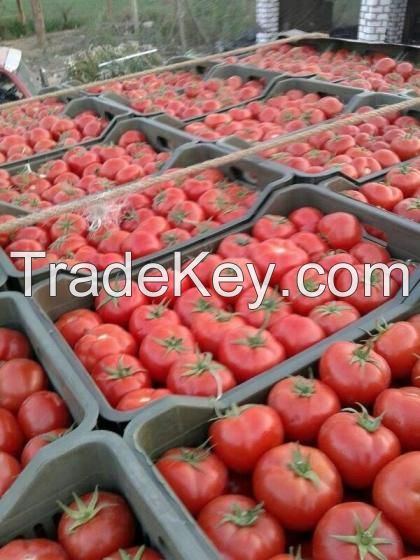 Fresh Tomatoes