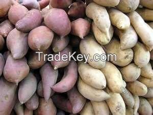 Sweet White Potatoes and Sweet Purple Potatoes