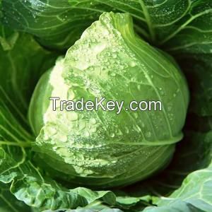 FRESH CABBAGE