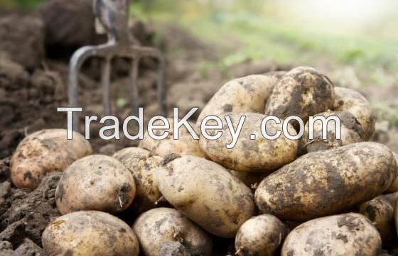 All Sizes Wholesale Fresh Potato For Sale