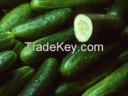 High Quality Fresh Cucumber Wholesale