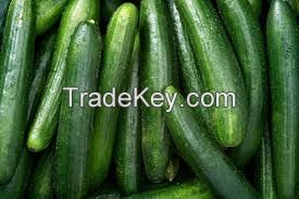 fresh cucumber