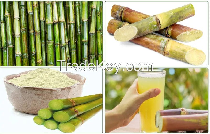 Top quality Freeze Dried Sugarcane Juice