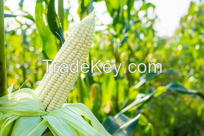 White Maize