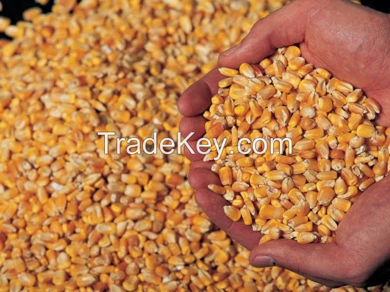 Sell Yellow corn by railway to Europe