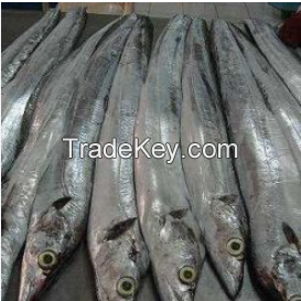 Ribbon Fish Balochistan Frozen Horse Mackerel, Salmon, Eel, Sea Bass Globefish & Tuna Fish