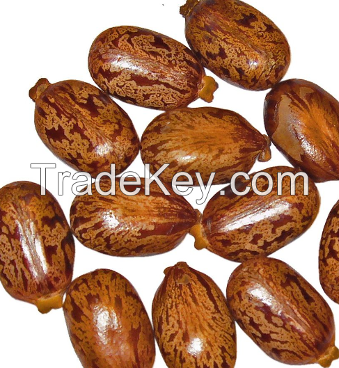 High Quality Castor seeds