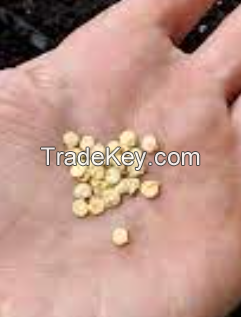 Top Quality Tomato seeds