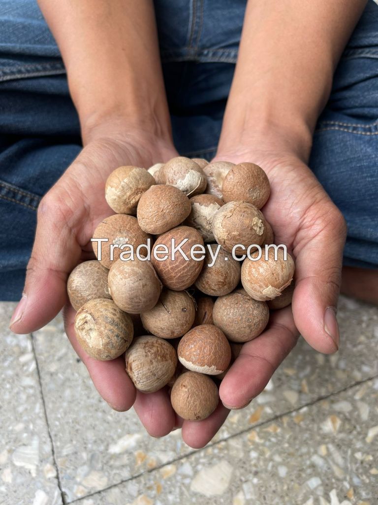 OFFER THE BEST QUALITY AND PRICE BETEL NUT / ARECA NUT / SUPARI NUT FROM JAMBI, INDONESIA