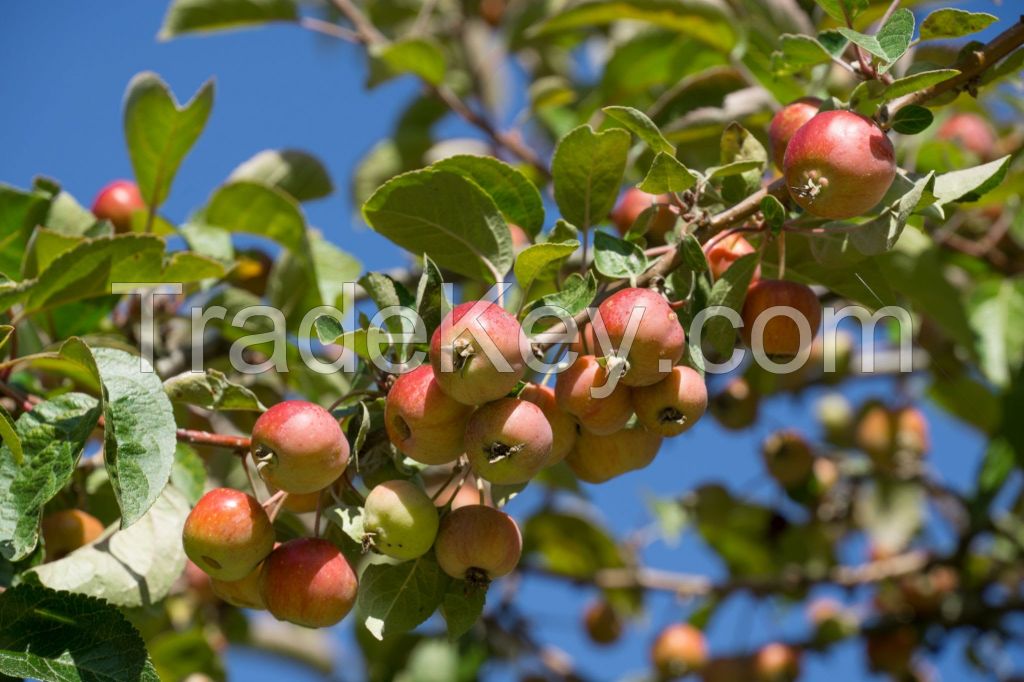 European crab apple (dried fruit) Malus Sylvestris