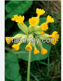 Cowslip (dried plants)