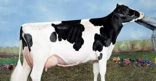 Milking Holstein Friessan Cows