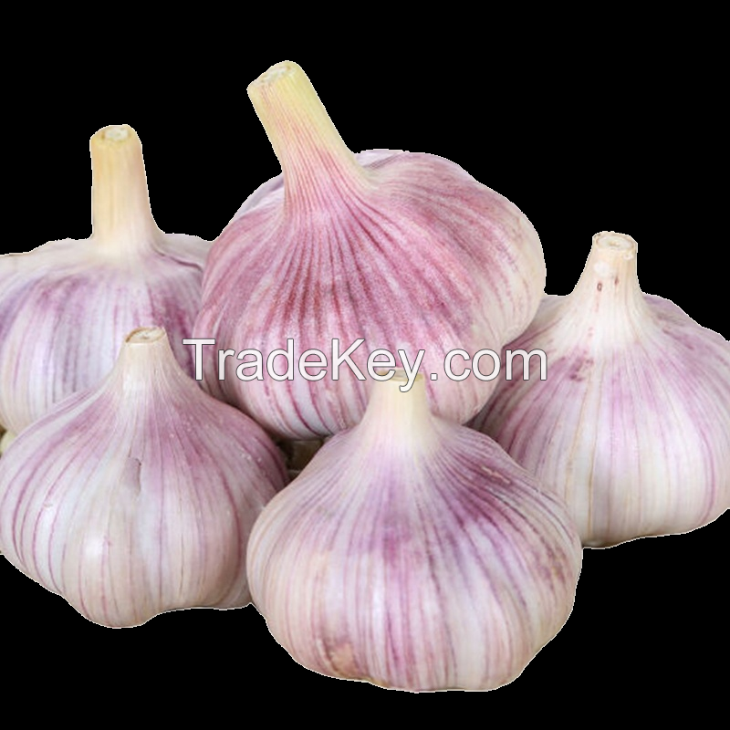 Fresh Garlic