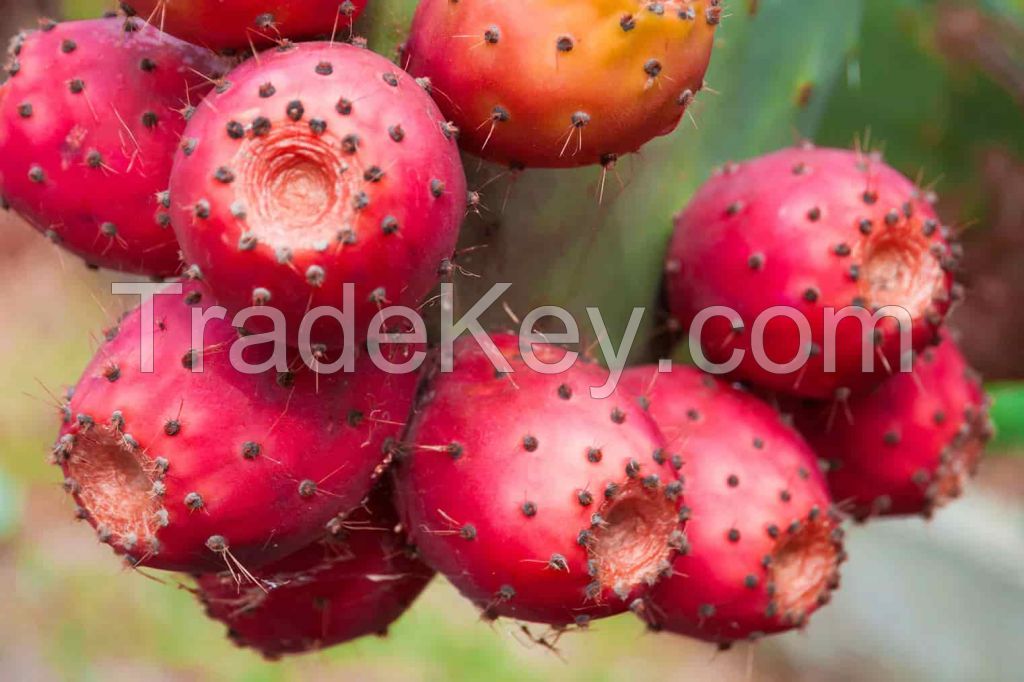 Prickly pear