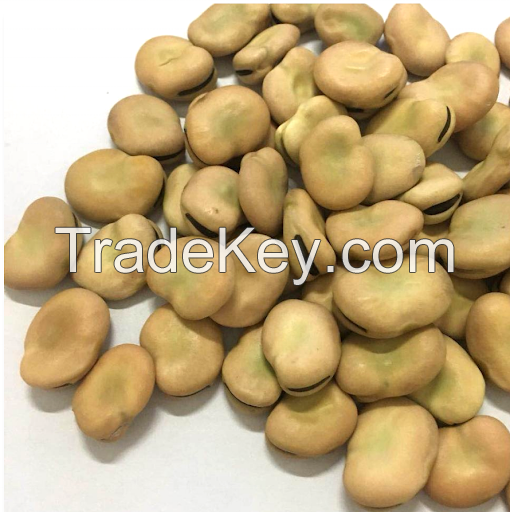 High Quality broad Beans