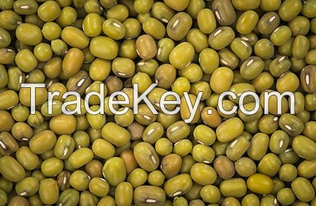 Bigger Size Cheap Top Quality Dried Green Mung Beans South African Price